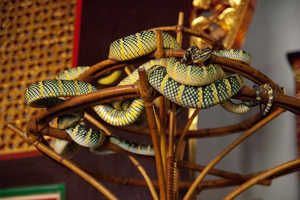 Penang Snake Temple