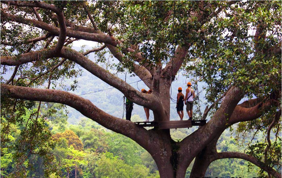 Flight of the Gibbon -chiang mai-thailand11