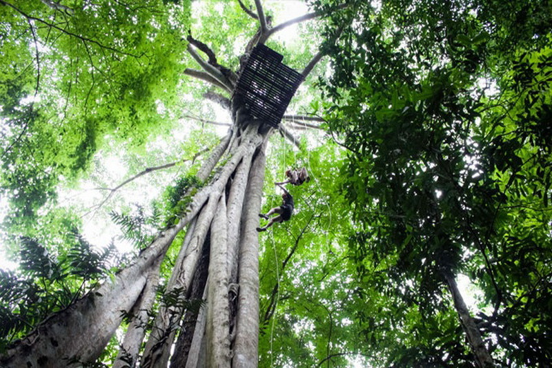 Flight of the Gibbon -chiang mai-thailand8