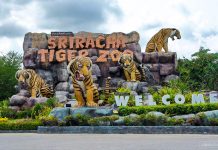 Explore Sriracha Tiger Zoo Pattaya — One of the best places to visit in Pattaya sriracha tiger zoo pattaya review (1)