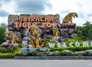 sriracha tiger zoo pattaya review (1)