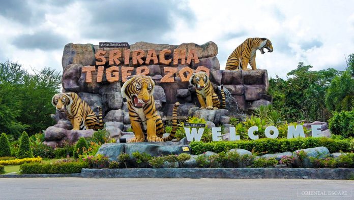 sriracha tiger zoo pattaya review (1)