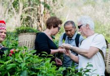 Explore Araksa Tea Garden — One of the best tourist attractions in Chiang Mai, Thailand Araksa Tea Garden Tour and Tasting