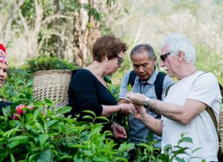 Araksa Tea Garden Tour and Tasting