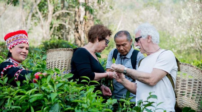 Araksa Tea Garden Tour and Tasting