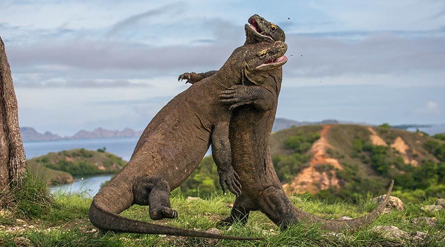 Komodo-most beautiful islands in Southeast Asia