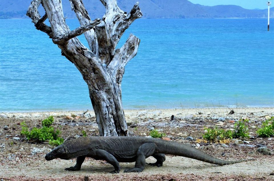 Komodo-most beautiful islands in Southeast Asia11
