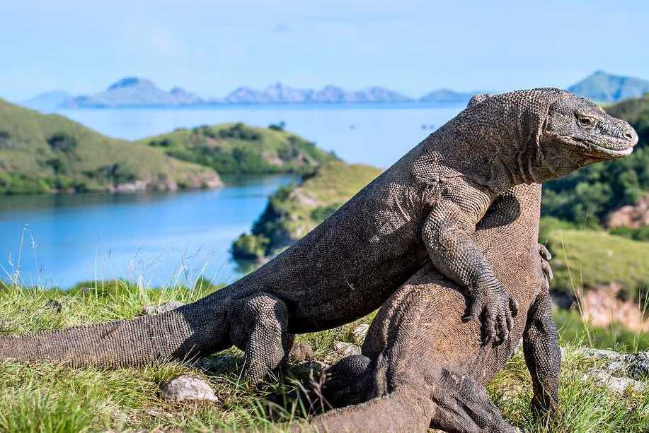 Komodo-most beautiful islands in Southeast Asia6