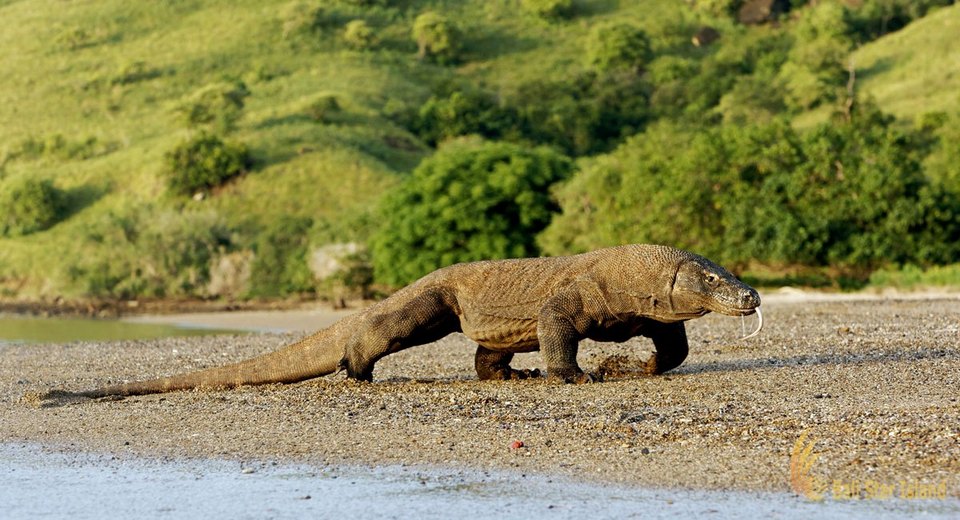 Komodo-most beautiful islands in Southeast Asia8