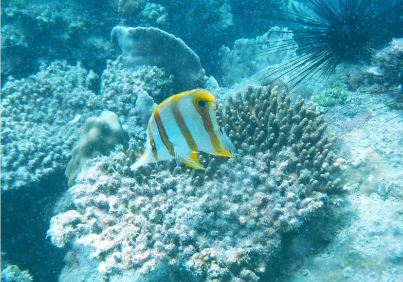 M’Pai Bay-Koh Rong Samloem11