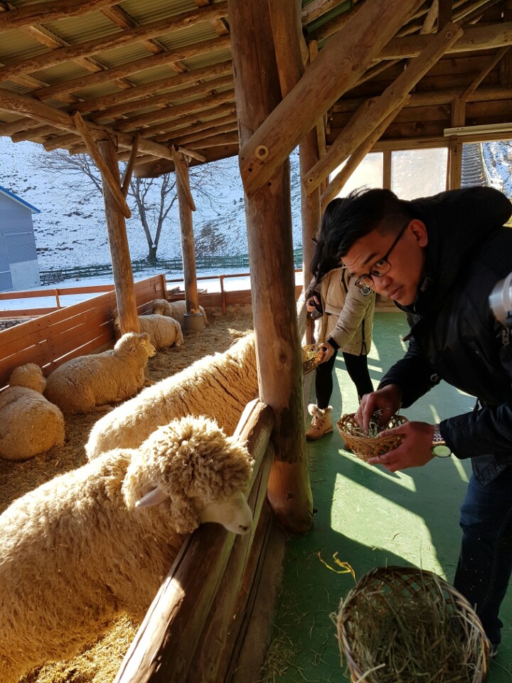 the most beautiful sheep farm in Gangwon - Korea11