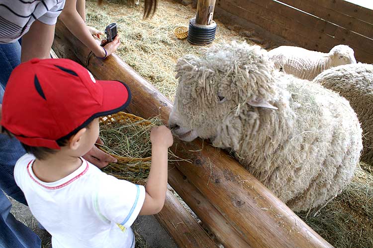 the most beautiful sheep farm in Gangwon - Korea3