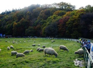 daegwallyeong-sheep-farm-in-gangwon korea