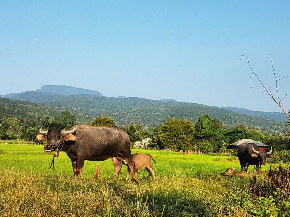 Anna Farm & Eatery chiangmai (1)