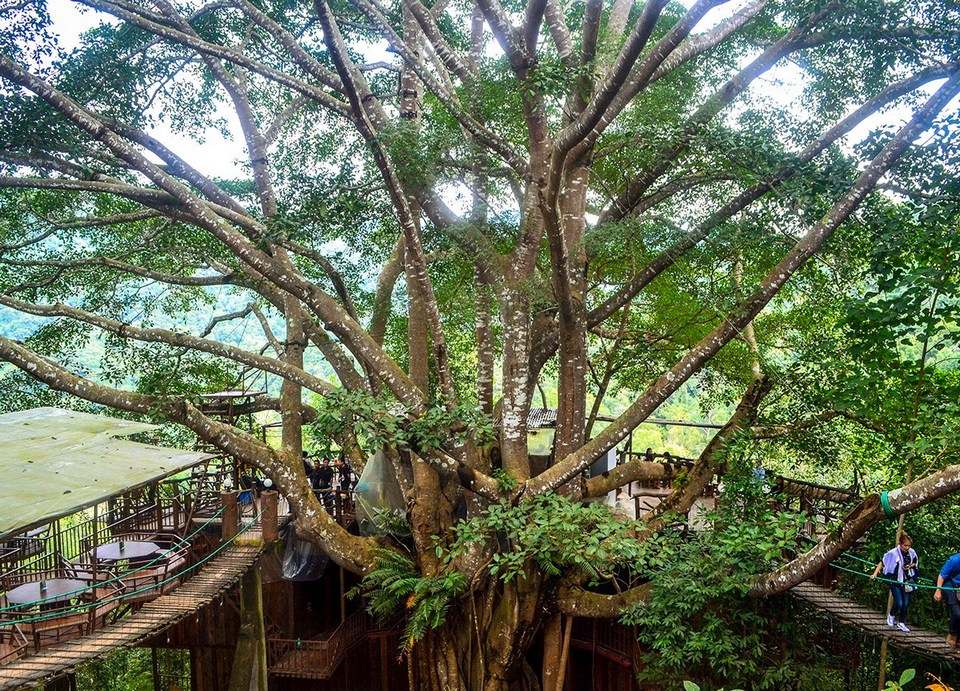 Giant-Tree-House-Coffee-Shop-in-Chiang-Mai-Homestay-5