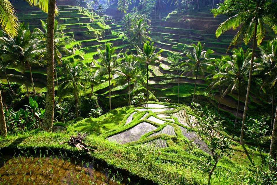 Ubud-places to stay when coming to bali for the first time1