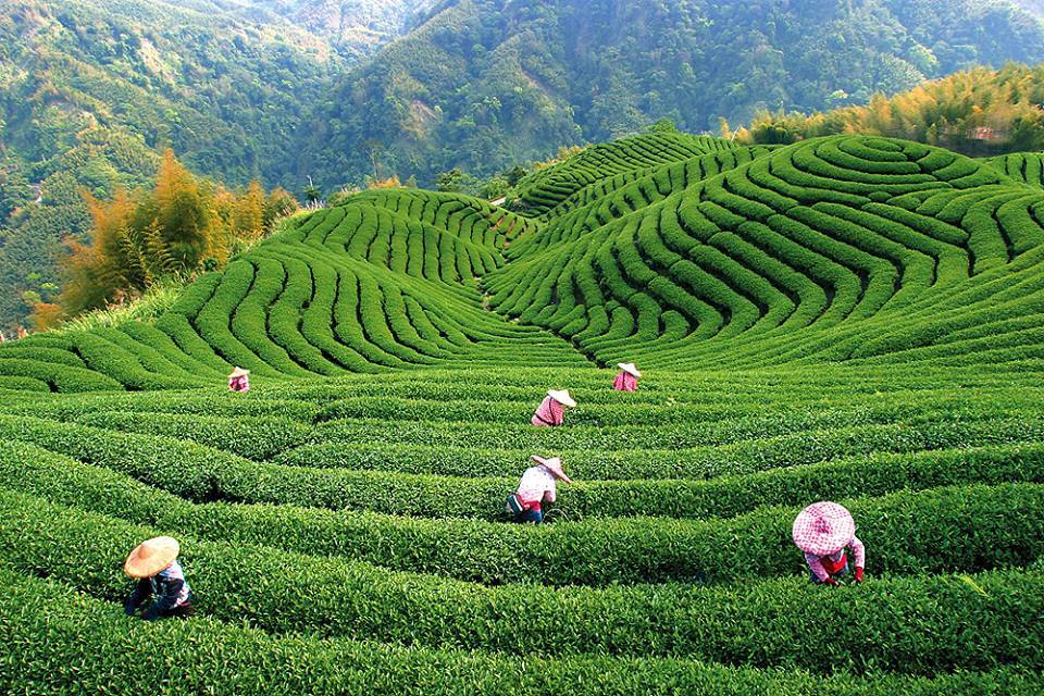 Ba Gua Tea Garden-Shiding Thousand Island Lake-Taipei City thousand island lake thousand island lake taiwan shiding thousand island lake