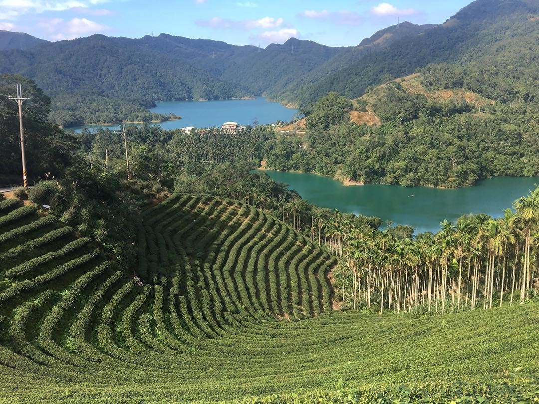 ba gua tea field