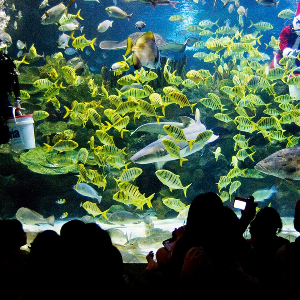 Aquaria Aquarium-kuala lumpur