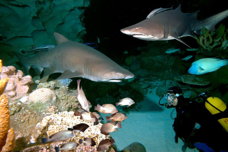 Aquaria Aquarium KLCC4
