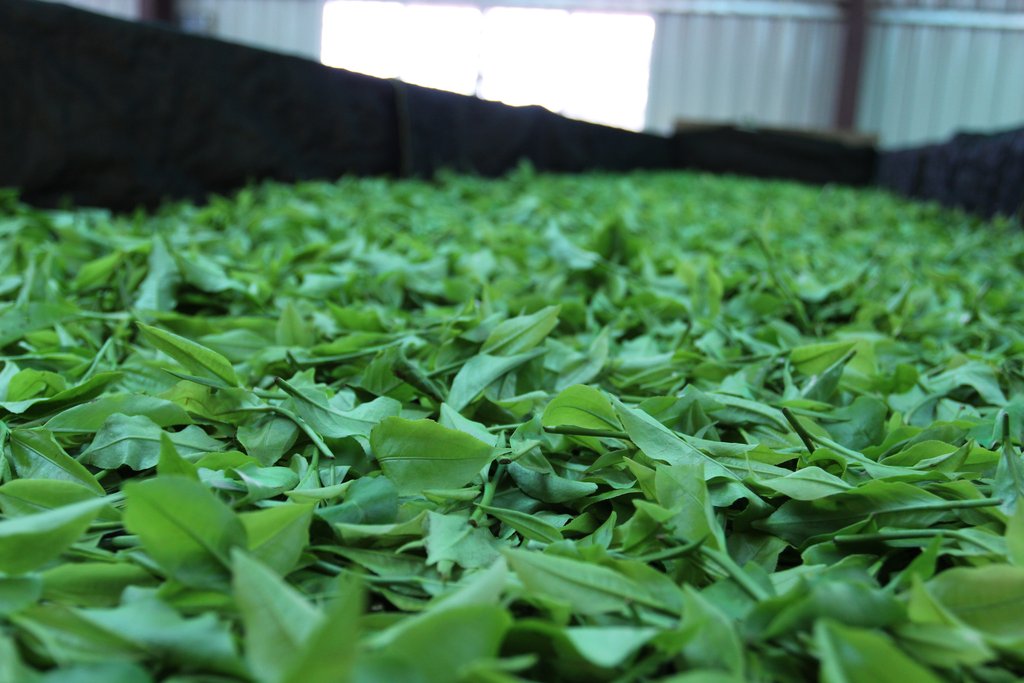 Taiwan Sun Moon Lake Black Tea - Ruby