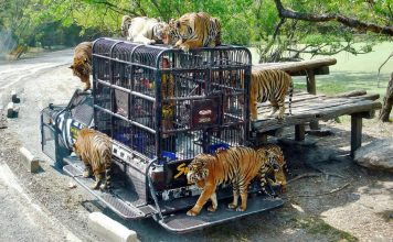 Safari World Bangkok blog — The fullest Safari World Thailand guide for first-timers Safari World Bangkok-bangkok-thailand4