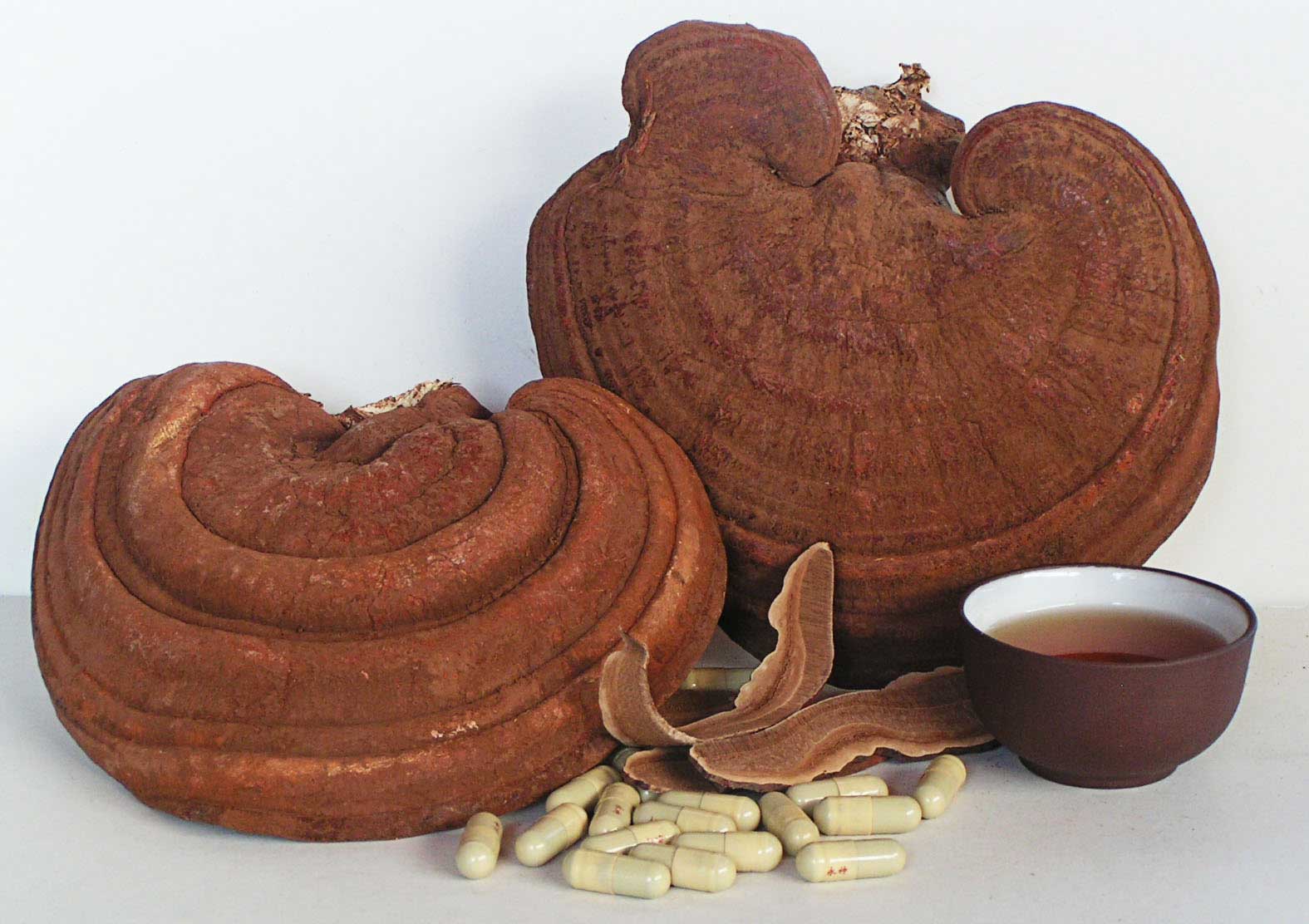 jeju lingzhi