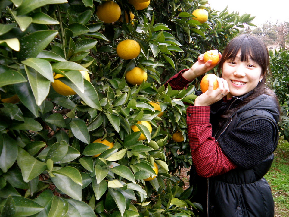 picking tangerine in the farm