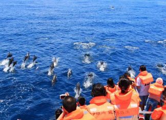 GuishanWhaleWatching