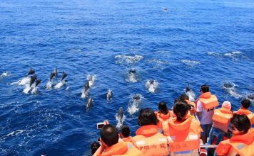 What to do in Hualien? — 10 must, best things to do in Hualien GuishanWhaleWatching