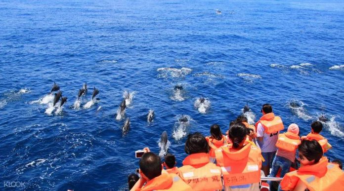GuishanWhaleWatching