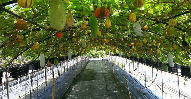 Wanshun Leisure Farm11