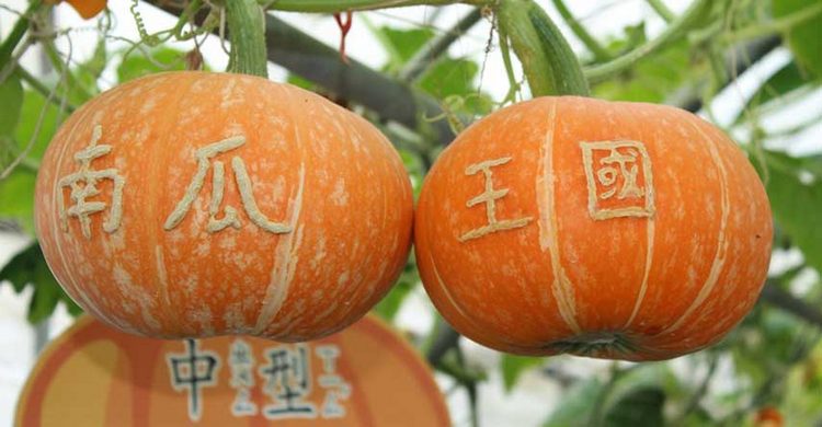 Wanshun Leisure Farm64