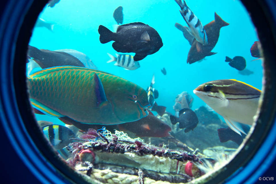 Busena Marine Park showing marine life and interior views3