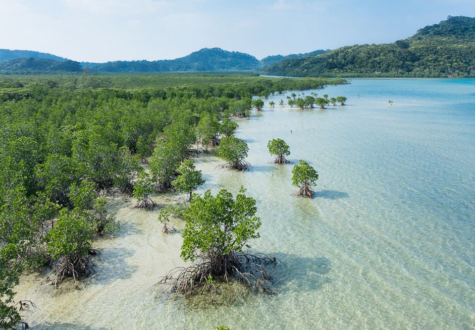 Mangrove swamp, Iriomote Island, Okinawa