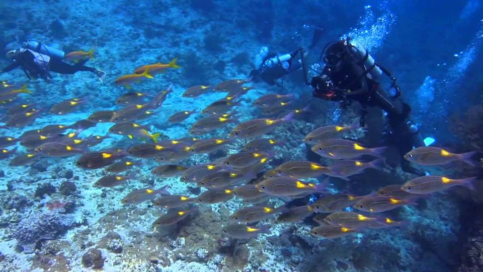 Scuba diving in Okinawa, Japan