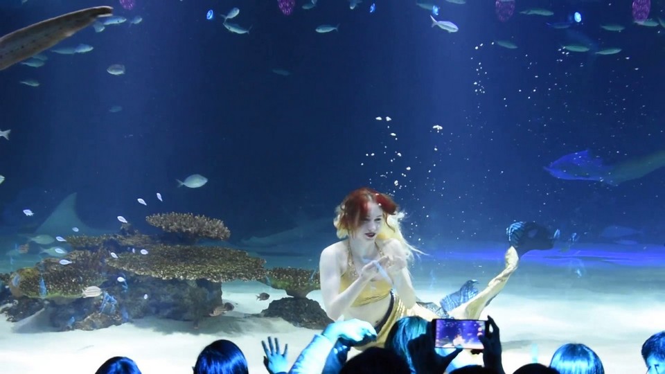 Admire the beauty of 20,000 sea creatures, from over 400 species.