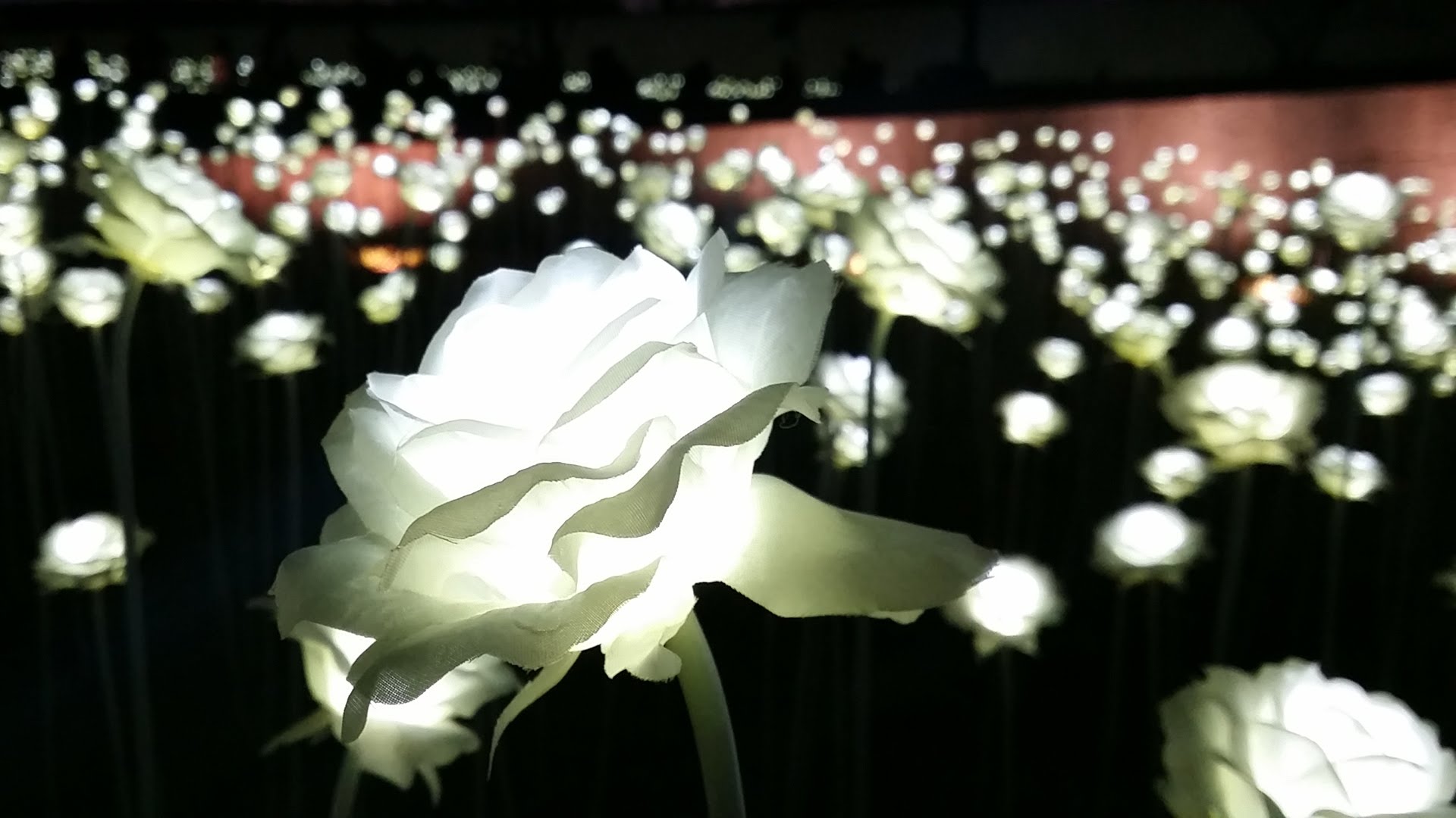 led rose garden3
