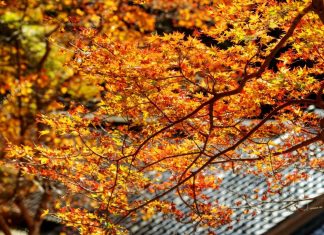 taiwan blog taiwan travel blog stock-photo-the-fall-season-of-taiwan