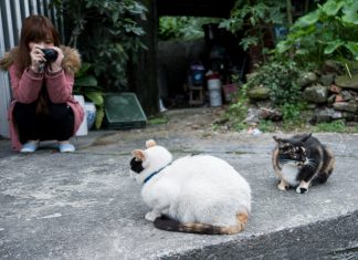 houtong cat village2