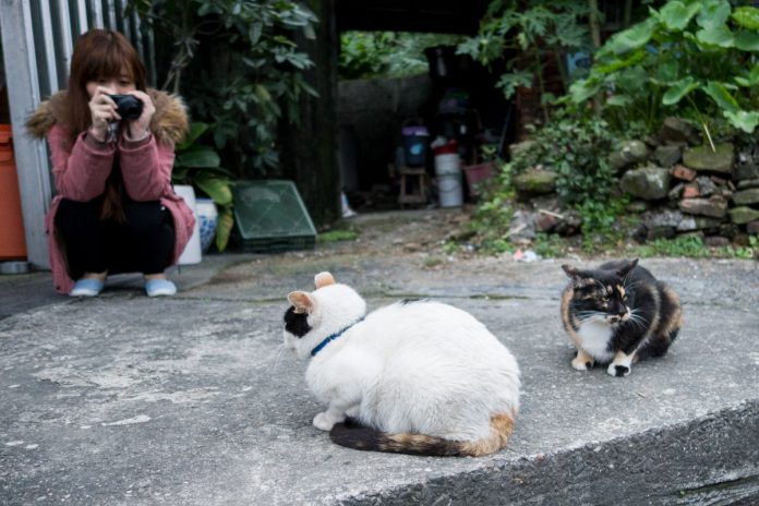 houtong cat village2