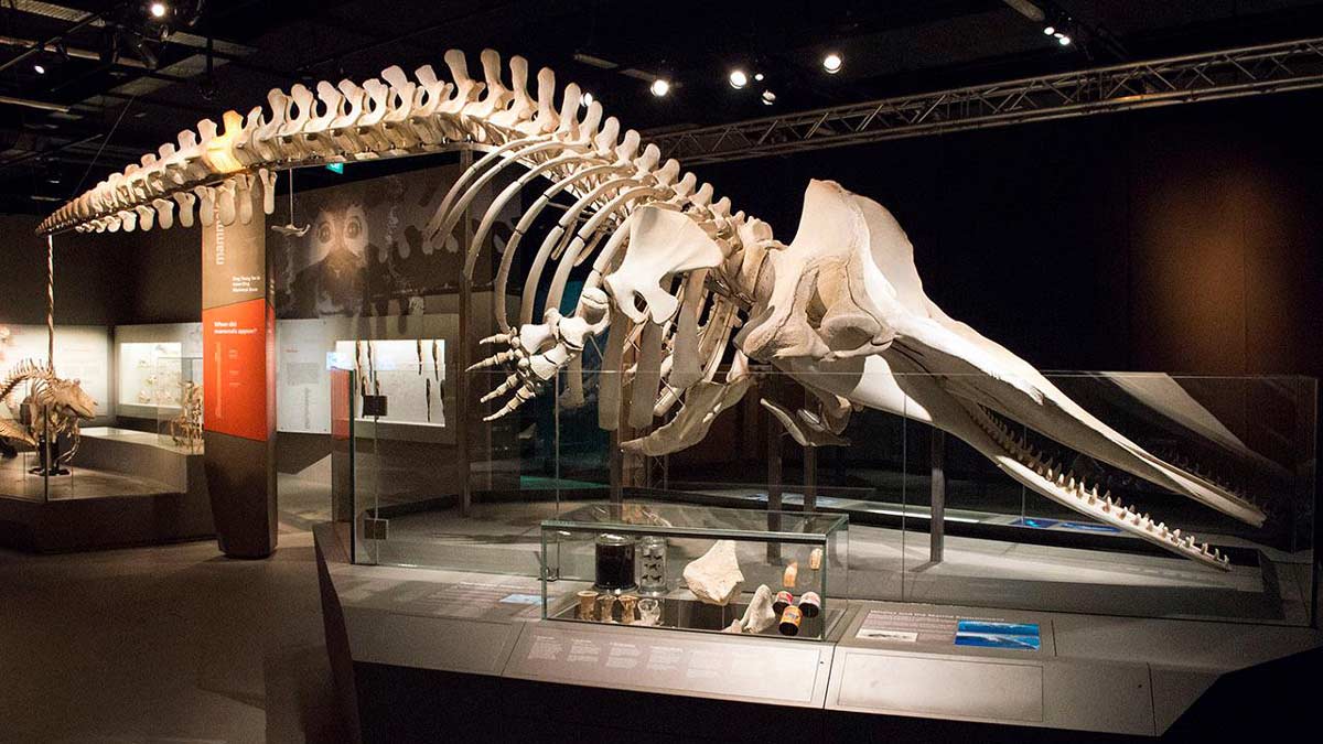 Lee Kong Chian Natural History Museum