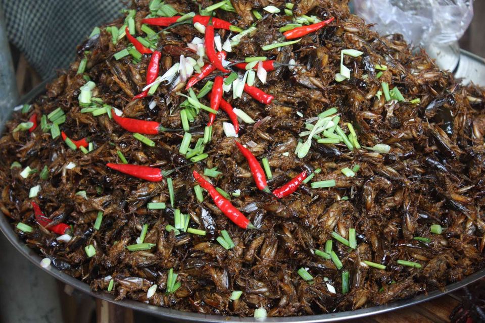 cricket insect bug fried