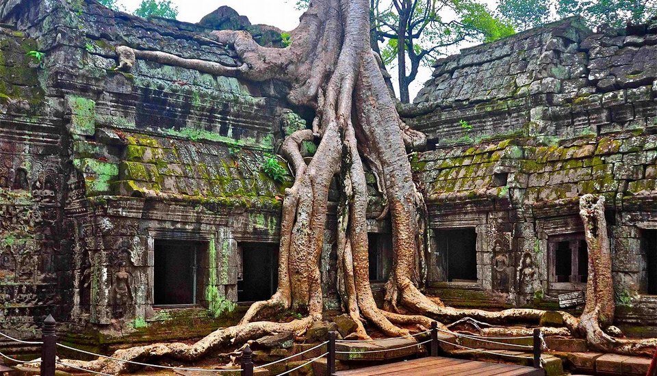siem reap giant tree
