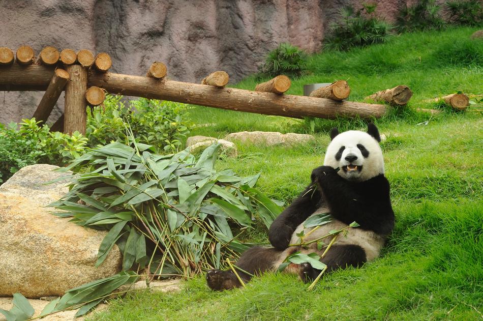 panda