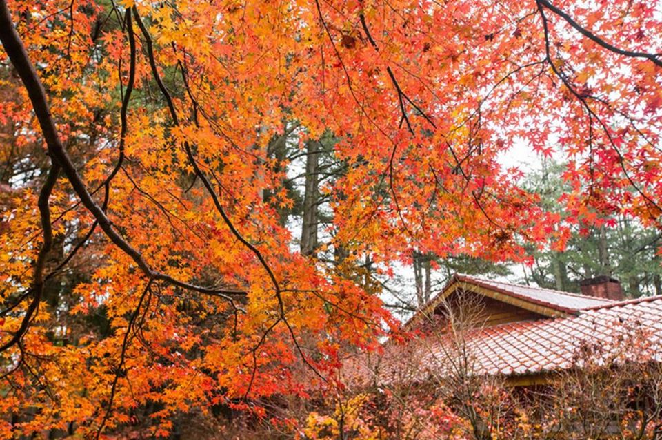 taichung fall