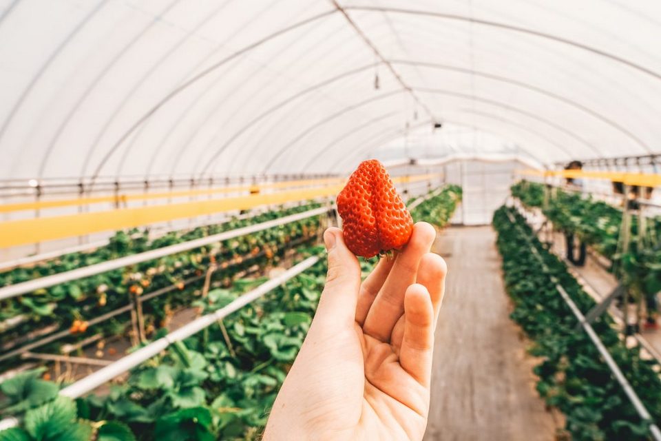 Japan-Tochigi-Nasu-Strawberry-Farm-09221-1024×683