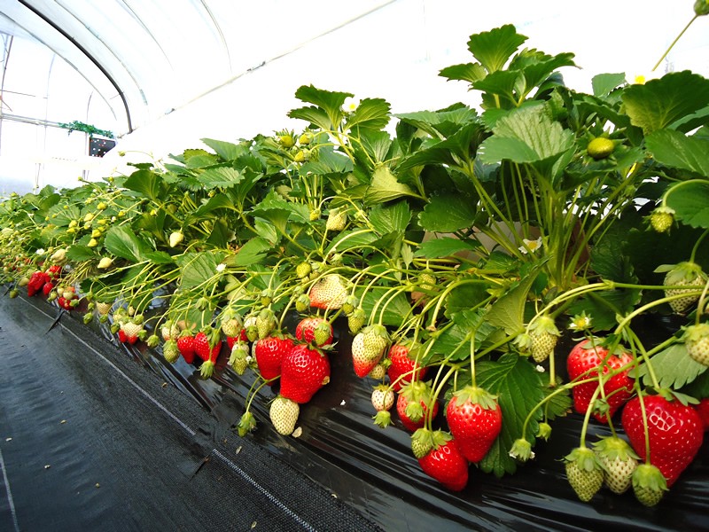 Nikko Strawberry Park2