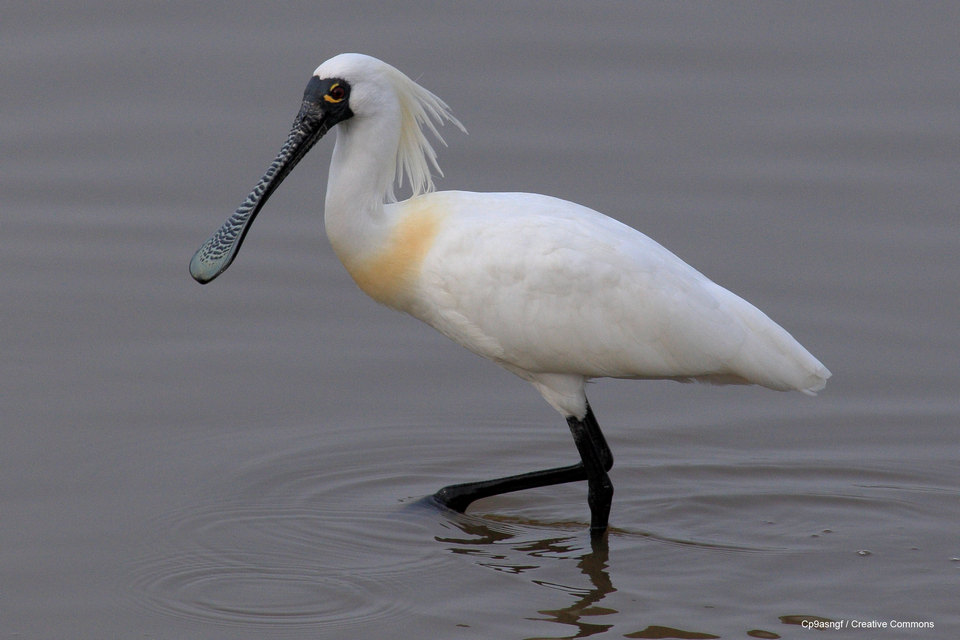 Black-faced Spoonbill tainan