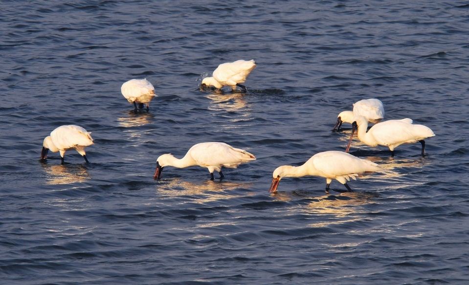 Black-faced Spoonbill tainan1